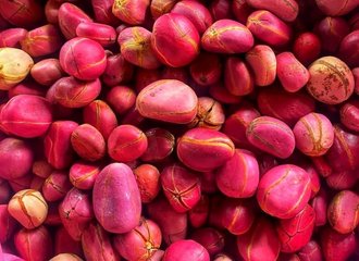 Fresh palm fruits ready for processing